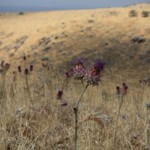 Hiking in the Golan Heights